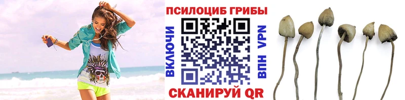 Купить  Разумное  Псилоцибиновые грибы мицелий 